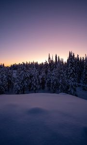 Preview wallpaper forest, snow, winter, spruce, trees, dusk