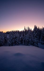 Preview wallpaper forest, snow, winter, spruce, trees, dusk