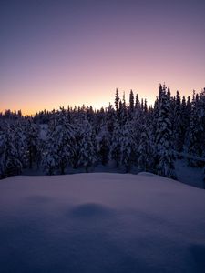 Preview wallpaper forest, snow, winter, spruce, trees, dusk