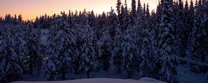 Preview wallpaper forest, snow, winter, spruce, trees, dusk