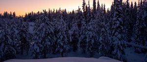 Preview wallpaper forest, snow, winter, spruce, trees, dusk