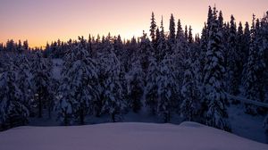 Preview wallpaper forest, snow, winter, spruce, trees, dusk