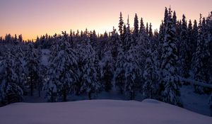 Preview wallpaper forest, snow, winter, spruce, trees, dusk