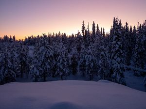 Preview wallpaper forest, snow, winter, spruce, trees, dusk