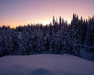 Preview wallpaper forest, snow, winter, spruce, trees, dusk