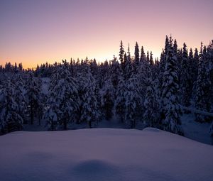 Preview wallpaper forest, snow, winter, spruce, trees, dusk