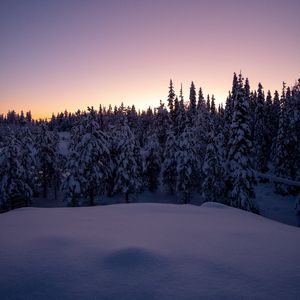 Preview wallpaper forest, snow, winter, spruce, trees, dusk