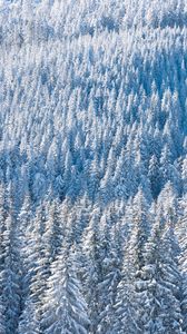 Preview wallpaper forest, snow, winter, trees, nature, aerial view
