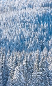 Preview wallpaper forest, snow, winter, trees, nature, aerial view