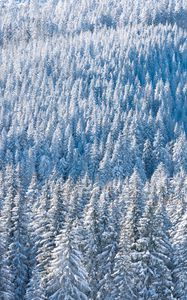 Preview wallpaper forest, snow, winter, trees, nature, aerial view