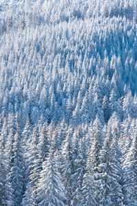 Preview wallpaper forest, snow, winter, trees, nature, aerial view