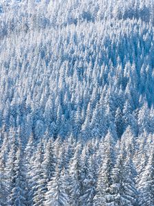 Preview wallpaper forest, snow, winter, trees, nature, aerial view