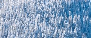 Preview wallpaper forest, snow, winter, trees, nature, aerial view