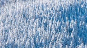 Preview wallpaper forest, snow, winter, trees, nature, aerial view