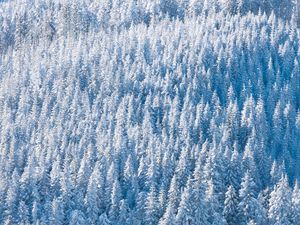 Preview wallpaper forest, snow, winter, trees, nature, aerial view