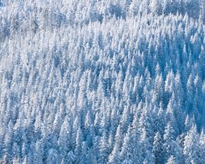 Preview wallpaper forest, snow, winter, trees, nature, aerial view