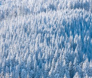 Preview wallpaper forest, snow, winter, trees, nature, aerial view