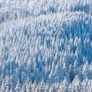 Preview wallpaper forest, snow, winter, trees, nature, aerial view