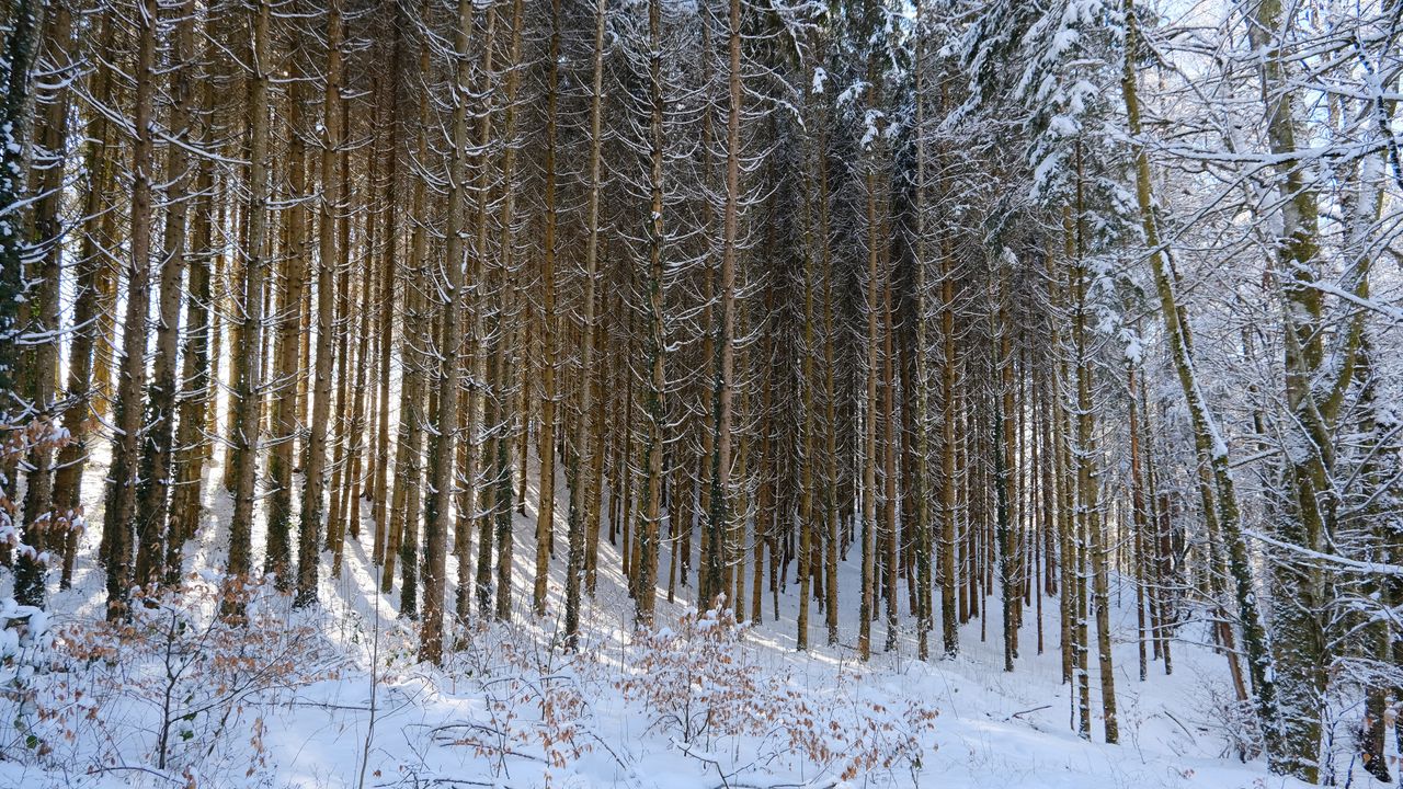 Wallpaper forest, snow, winter, nature