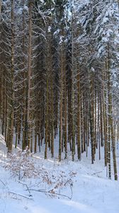 Preview wallpaper forest, snow, winter, nature