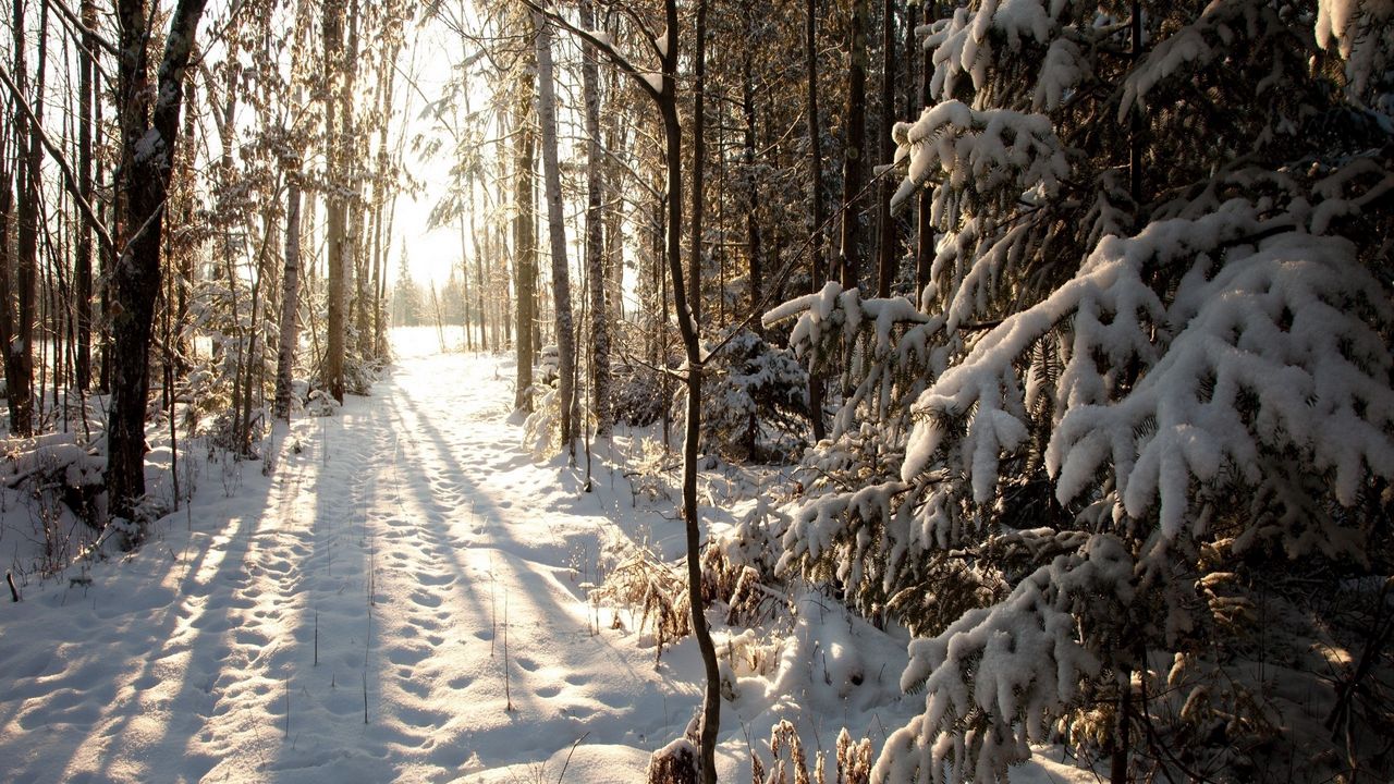Wallpaper forest, snow, winter
