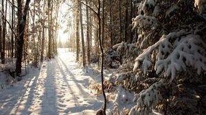Preview wallpaper forest, snow, winter