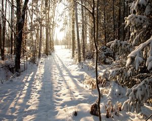 Preview wallpaper forest, snow, winter