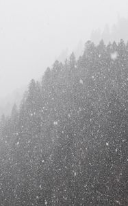 Preview wallpaper forest, snowstorm, bw, winter, snow