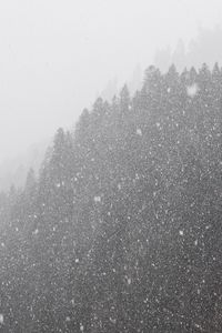 Preview wallpaper forest, snowstorm, bw, winter, snow