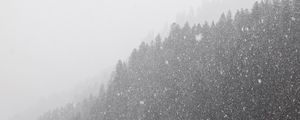 Preview wallpaper forest, snowstorm, bw, winter, snow