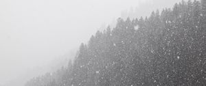 Preview wallpaper forest, snowstorm, bw, winter, snow