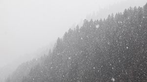 Preview wallpaper forest, snowstorm, bw, winter, snow