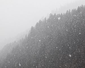 Preview wallpaper forest, snowstorm, bw, winter, snow