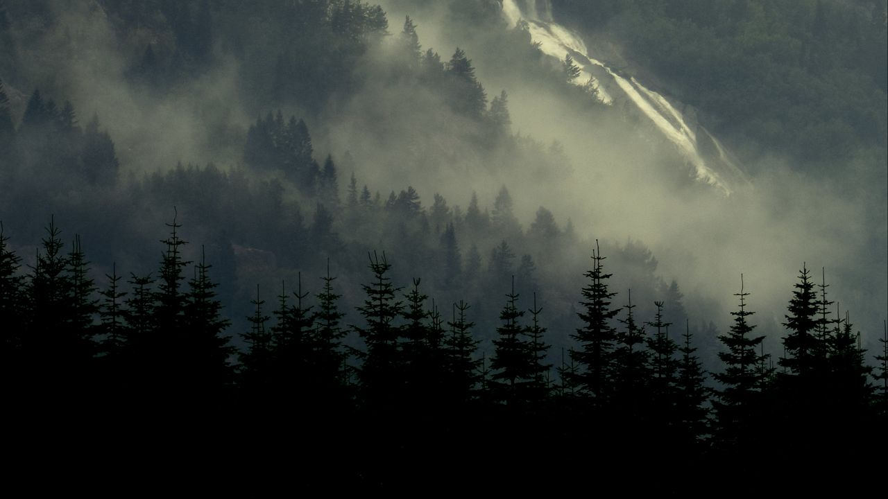 Wallpaper forest, spruce, fog, river, trees