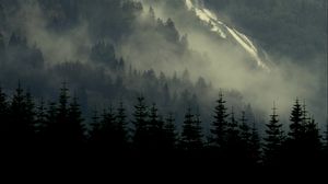 Preview wallpaper forest, spruce, fog, river, trees