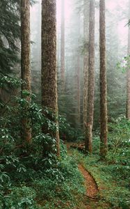 Preview wallpaper forest, spruce, trees, path, branches