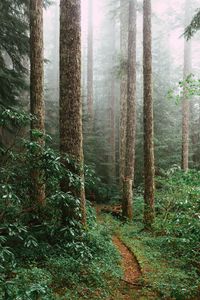 Preview wallpaper forest, spruce, trees, path, branches