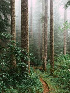 Preview wallpaper forest, spruce, trees, path, branches