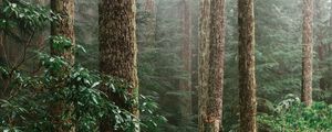 Preview wallpaper forest, spruce, trees, path, branches