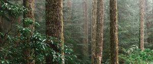 Preview wallpaper forest, spruce, trees, path, branches