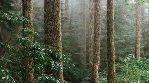 Preview wallpaper forest, spruce, trees, path, branches