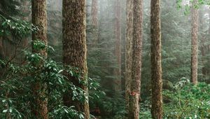 Preview wallpaper forest, spruce, trees, path, branches