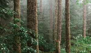 Preview wallpaper forest, spruce, trees, path, branches