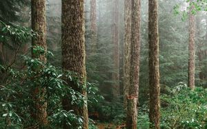 Preview wallpaper forest, spruce, trees, path, branches