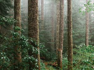 Preview wallpaper forest, spruce, trees, path, branches