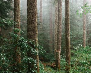 Preview wallpaper forest, spruce, trees, path, branches