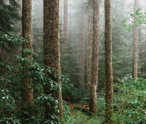 Preview wallpaper forest, spruce, trees, path, branches