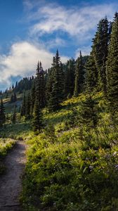 Preview wallpaper forest, spruce, trees, path, flowers, slope