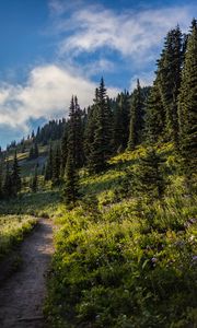 Preview wallpaper forest, spruce, trees, path, flowers, slope