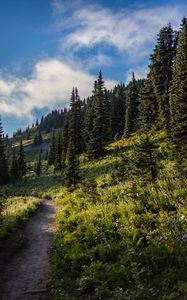 Preview wallpaper forest, spruce, trees, path, flowers, slope